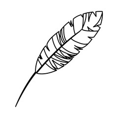 Poster - feather exotic isolated icon