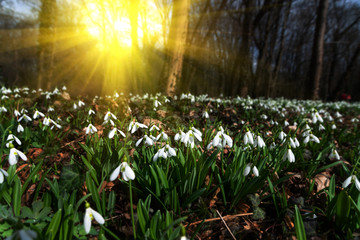 Sticker - beautiful snowdrop background