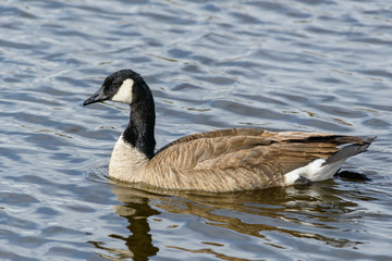 Wall Mural - American Waterfowl. Canada Goose in a Lake