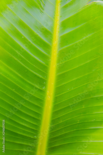fondo verde de una hoja natural