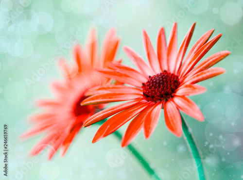 macro de unas flores en el campo
