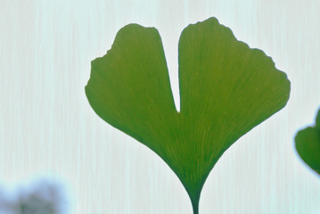 Gingko biloba leaf detail sloe-up background