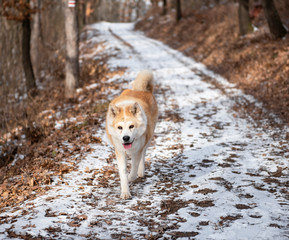 Wall Mural - Akita dog in the forest in winter