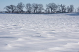 Fototapeta Konie - winter landscape with trees