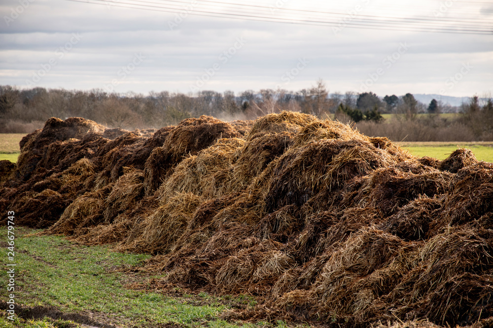 steaming dung heap on a meadow Stock Photo | Adobe Stock