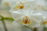 Fototapeta Panele - Orchideen