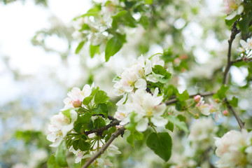  apple blossom in the spring garden, fresh white flowers of apple