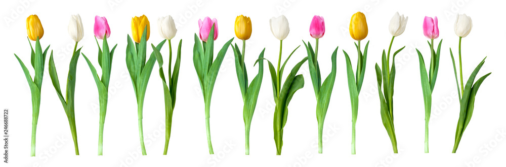 tulips isolated on white - obrazy, fototapety, plakaty 