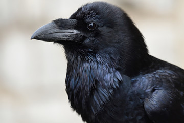 Wall Mural - Head shot of a common raven (corvus corax)