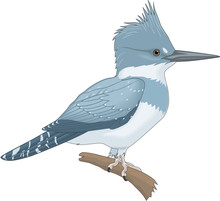 Belted Kingfisher Perched On A Branch Vector Illustration