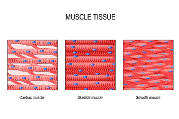 Wall Mural - muscle tissue: Skeletal, smooth and cardiac