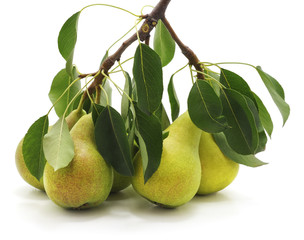 Sticker - branch with pears.