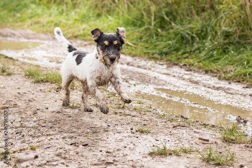 how fast can a jack russell run