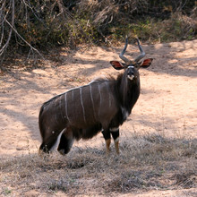 Nyala Antelope On Edge Of Dry Riverbed