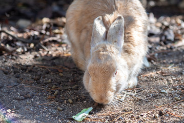 Close up a white rabbit