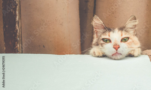 Portrait Of The Young Cat Almost Sleeping In The Ceiling