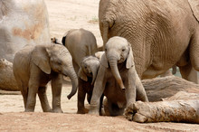 Baby African Elephants Playing Together Next To An Adult Female