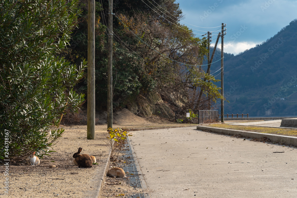 Cute wild rabbits on the road in Okunoshima Island, as known as the ...