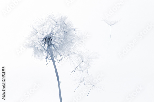 Cuadros en Lienzo dandelion and its flying seeds on a white background