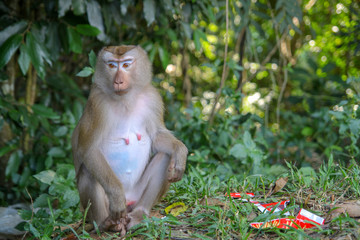 Wall Mural - Monkey sitdown near Garbage in side forest