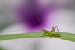 long-horned grasshopper nymph on green grass leaf