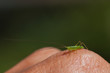 long-horned grasshopper nymph standing on human hand