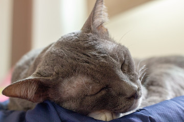 Thai cats are sleeping on the mattress.