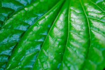 tropical leaf texture nature green background.