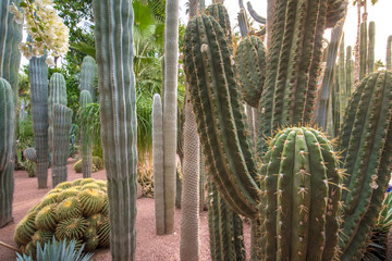 Panorama of The Majorelle Garden is a botanical garden and artist's landscape park in Marrakech, Morocco. Jardin Majorelle Cactus and tropical palms. Paradise inside the desert country