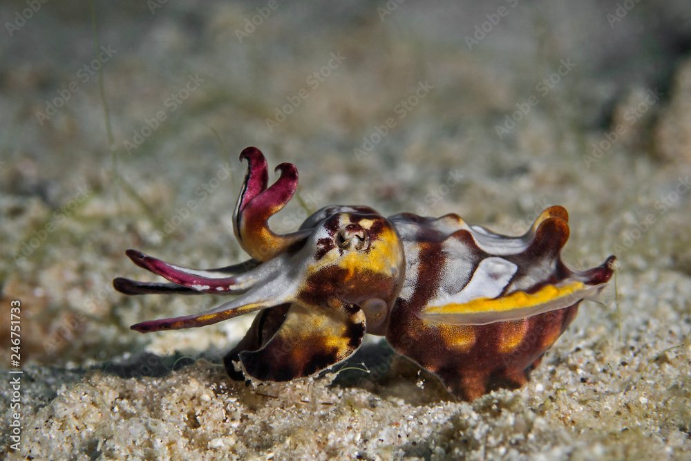 Underwater close-up photography of a flamboyant cuttlefish.