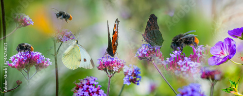 Butterflies and bumblebees on garden flowers - summer view