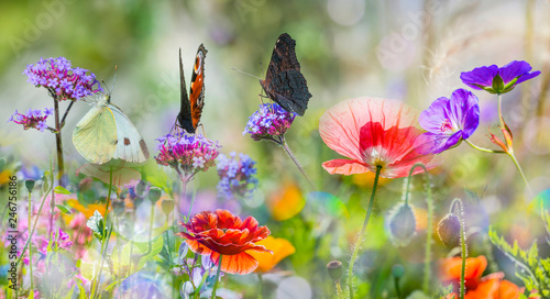 summer meadow with red poppies and butterflies