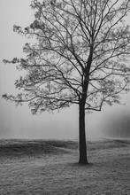 A Foggy Winter Park Scene In England