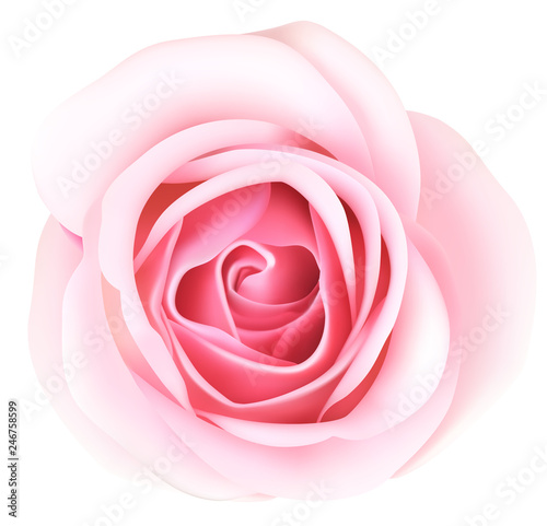 Fotografía Decorative pink rose isolated on white background
