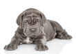 Neapolitan mastiff puppy lying and looking at camera. isolated on white background