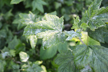 Black Currant Diseases. Downy Mildew. American Gooseberry Mildew And Powdery Mildew Can Infect The Leaves And Shoot Tips, And Botrytis May Cause The Fruit To Rot In A Wet Season