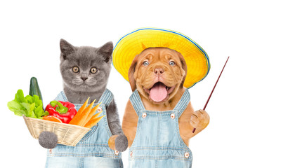 Poster - Funny kitten and puppy farmers with basket of vegetables pointing on empty space. isolated on white background