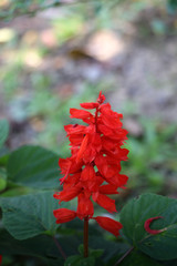 Canvas Print - Red Salvia at garden