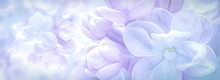 Beautiful Purple Lilac Flowers Blossom Branch Panorama Background. Soft Focus. Greeting Gift Card Template. Pastel Toned Image. Nature Abstract. Copy Space
