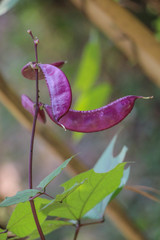 Poster - Hyacinth bean in garden