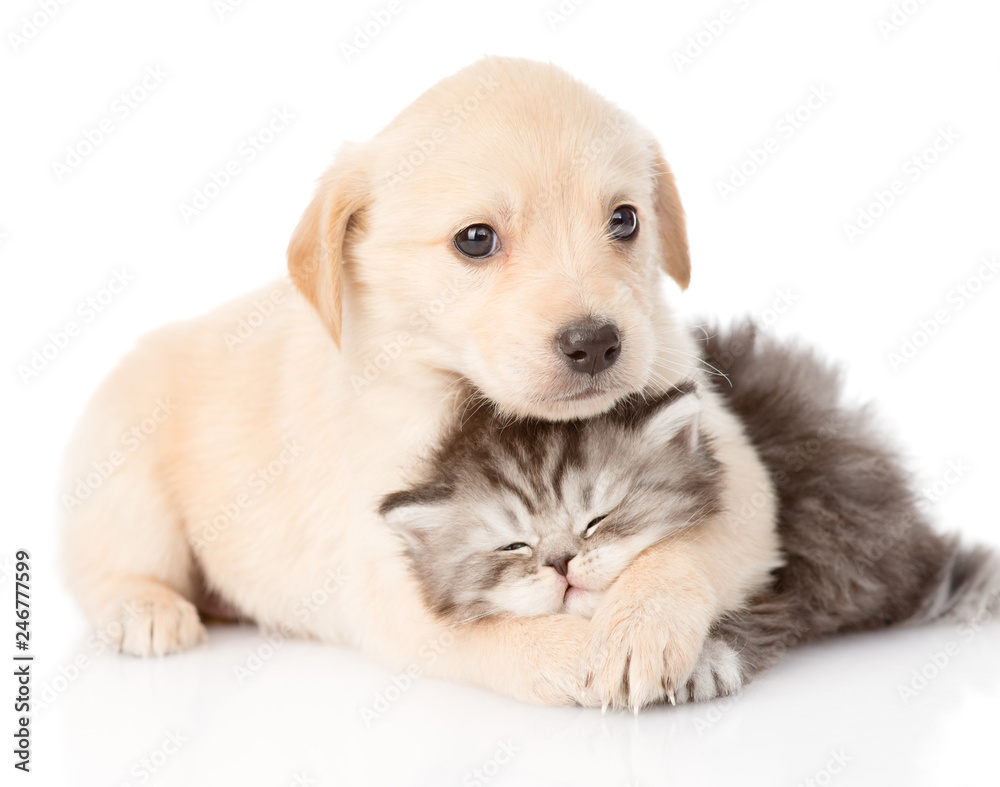 golden retriever puppy dog hugging british cat. isolated on white background - obrazy, fototapety, plakaty 