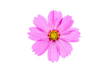 Pink Cosmos Flower Isolated On White Background With Clipping Path