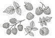 Raspberry vector drawing set. Isolated berry branch and leaves sketches.