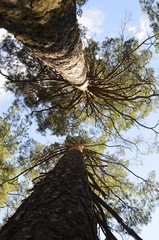 Two pine trees. Russia.