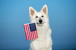 canvas print picture white shepherd dog holding an american flag in mouth
