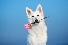 White Shepherd Dog Holding A Pink Rose Flower In Her Mouth