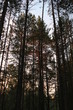 © Любовь Здрогова - evening in coniferous forest