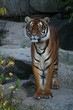 Wunderschöner Tiger