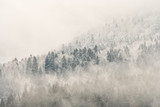 Fototapeta Las - Winter in the Carpathians. A snow-capped mountain forest