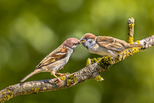 Eurasian Tree Sparrow With Young